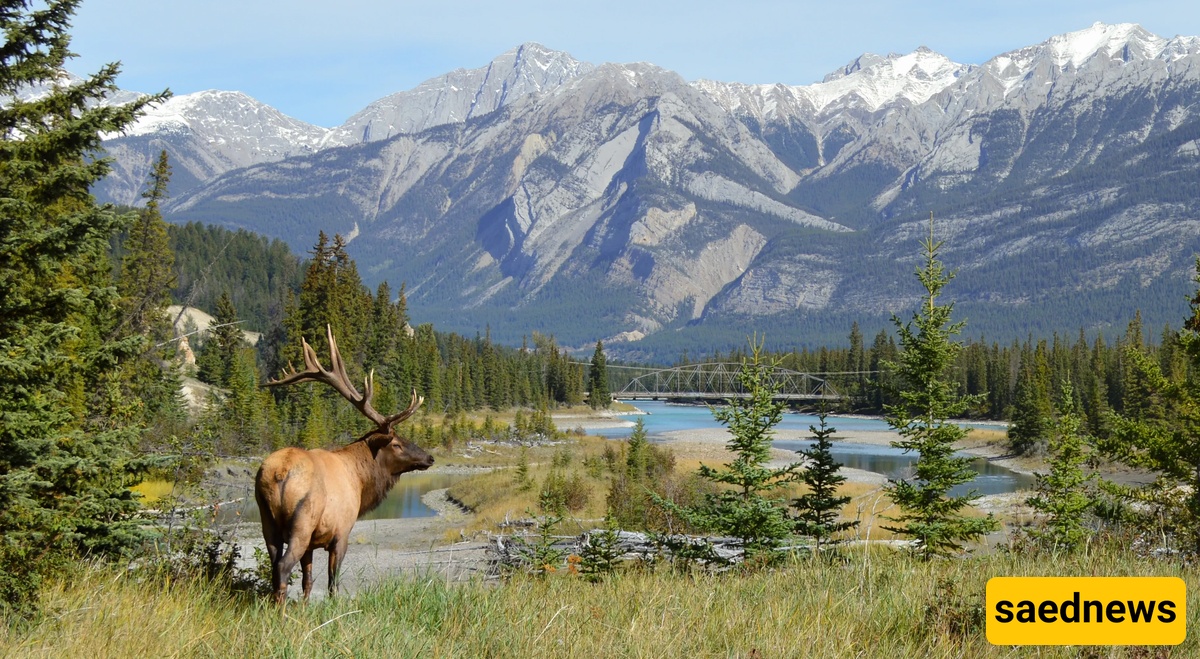 Boreal Forests