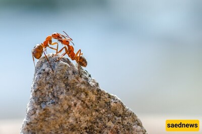 Simple Home Methods to Keep Ants Out of Your House