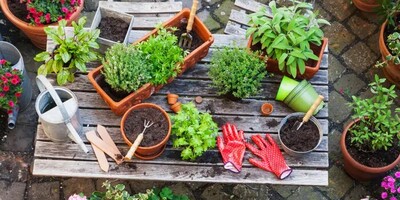 10 Easiest Vegetables To Grow for Beginner Gardeners!