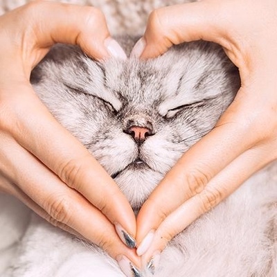 Meet 4 Adorable Pets You’ll Fall for in Your Apartment – From Cats to Hamsters + Photos