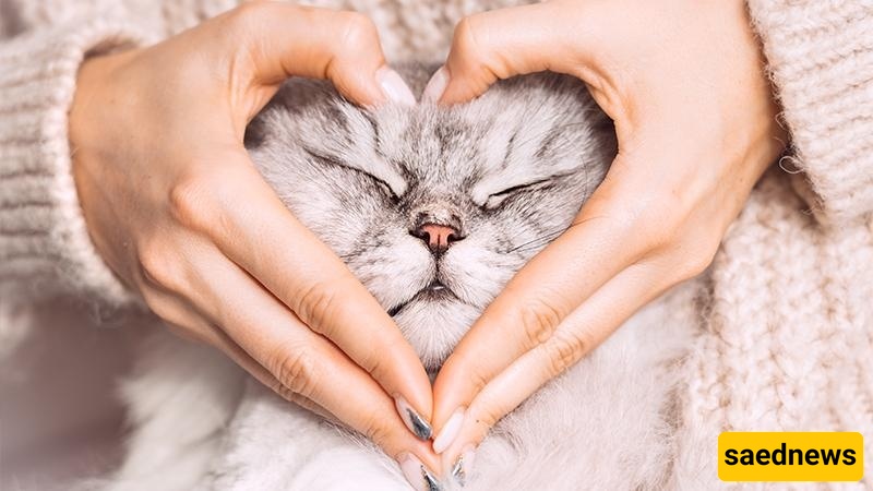 Meet 4 Adorable Pets You’ll Fall for in Your Apartment – From Cats to Hamsters + Photos