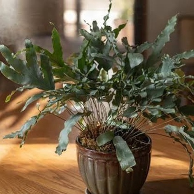 Complete Guide to Caring for a Bear's Paw Fern