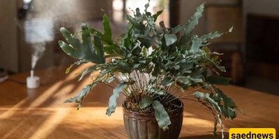 Complete Guide to Caring for a Bear's Paw Fern