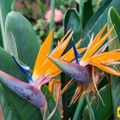 Complete Guide to Caring for and Propagating the Bird of Paradise Plant (Strelitzia)