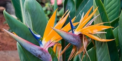 Complete Guide to Caring for and Propagating the Bird of Paradise Plant (Strelitzia)