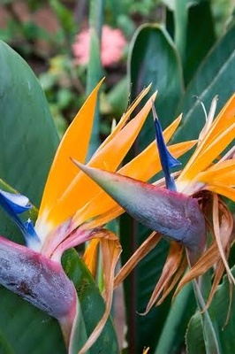 Complete Guide to Caring for and Propagating the Bird of Paradise Plant (Strelitzia)