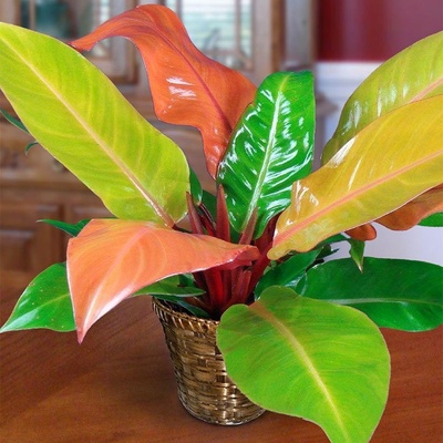 Fertilizing, Repotting, and Pruning Your Prince Philodendron: The Secret to a Thriving Plant ✂️🌱