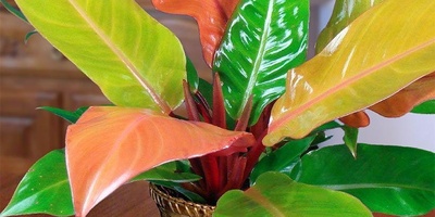 Fertilizing, Repotting, and Pruning Your Prince Philodendron: The Secret to a Thriving Plant ✂️🌱