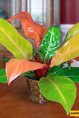 Fertilizing, Repotting, and Pruning Your Prince Philodendron: The Secret to a Thriving Plant ✂️🌱