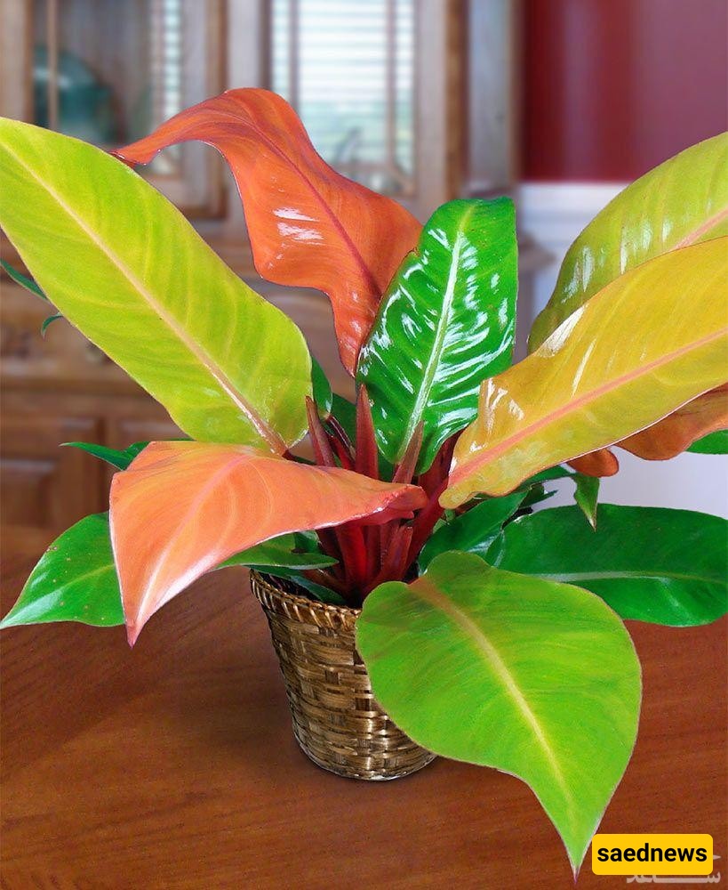 Fertilizing, Repotting, and Pruning Your Prince Philodendron: The Secret to a Thriving Plant ✂️🌱