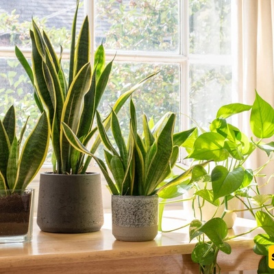 Why Does Indoor Light Have Such A Strong Effect On Plant Growth?