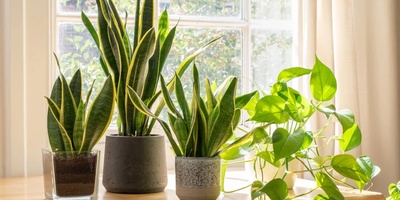 Why Does Indoor Light Have Such A Strong Effect On Plant Growth?