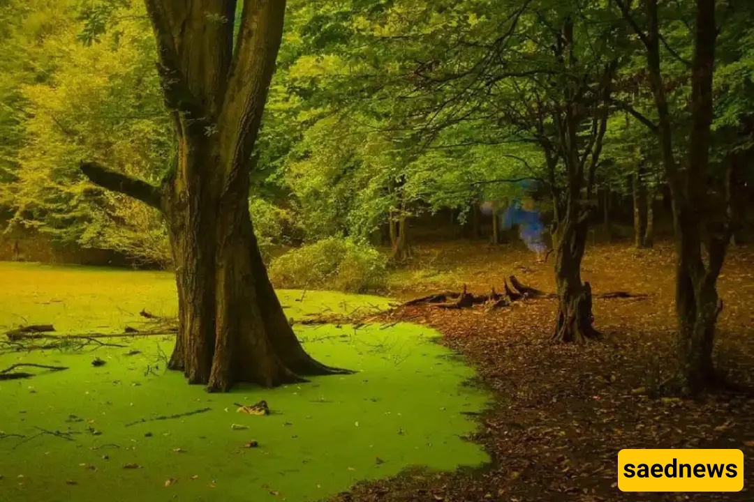 One-Day Travel Guide to Hesel Marsh