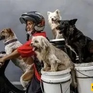 Watch | Mass Transport Of Dogs By Motorcycle