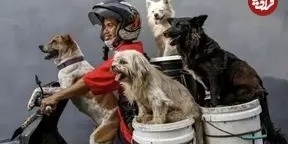 Watch | Mass Transport Of Dogs By Motorcycle
