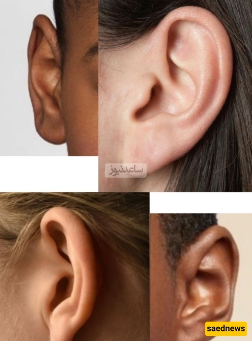 Incredible Facts About the Human Ear and the Surprising Effect of Words on the Brain — Train Your Ears and Watch Your Reality Change!”