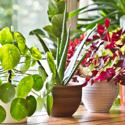Why Do Some Plants Grow Better Only in Certain Seasons?