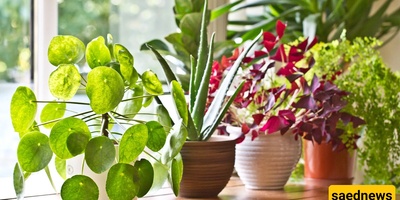Why Do Some Plants Grow Better Only in Certain Seasons?