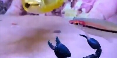 (Video) Wildlife Documentary: The Battle Between a Black Crab and a Goldfish – Who's Stronger?