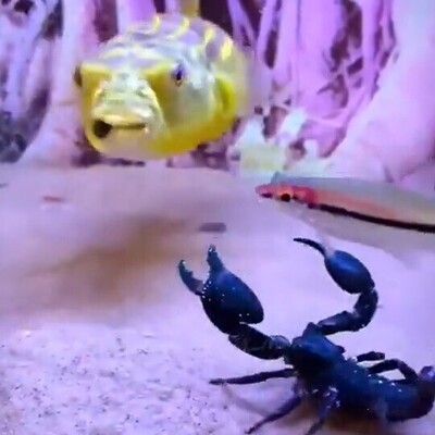 (Video) Wildlife Documentary: The Battle Between a Black Crab and a Goldfish – Who's Stronger?