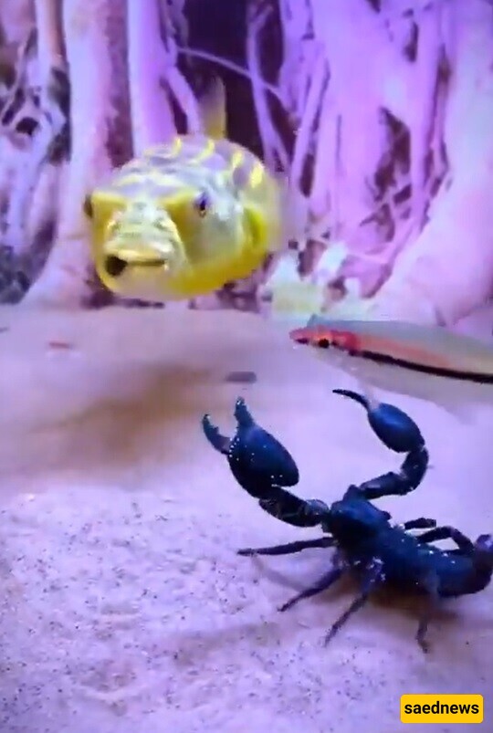 (Video) Wildlife Documentary: The Battle Between a Black Crab and a Goldfish – Who's Stronger?