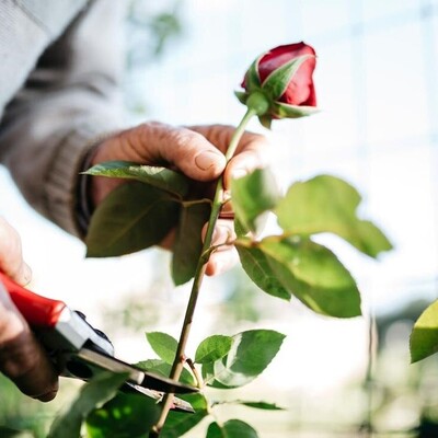 Propagate Roses with These 5 Different Methods!