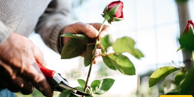 Propagate Roses with These 5 Different Methods!