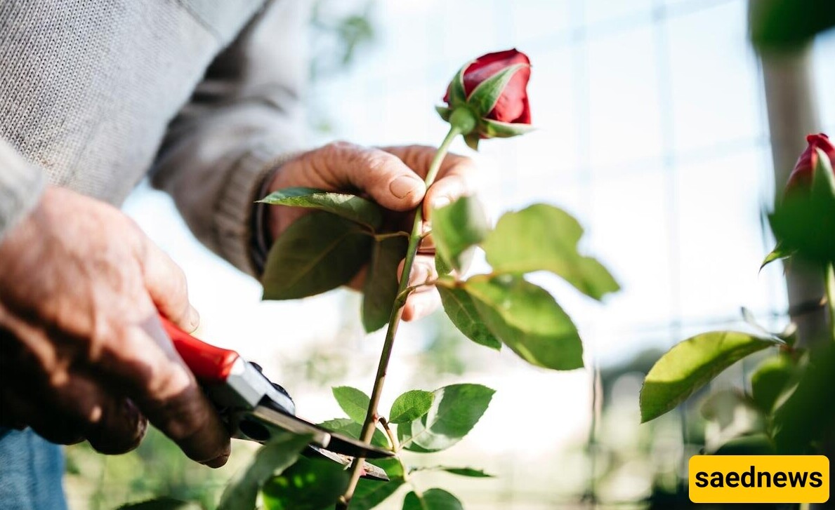 Propagate Roses with These 5 Different Methods!