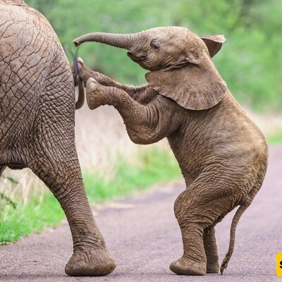 Wildlife Documentary / This story: Come on, kid, am I as tall as you?(Video)