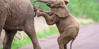 Wildlife Documentary / This story: Come on, kid, am I as tall as you?(Video)