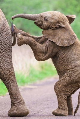 Wildlife Documentary / This story: Come on, kid, am I as tall as you?(Video)