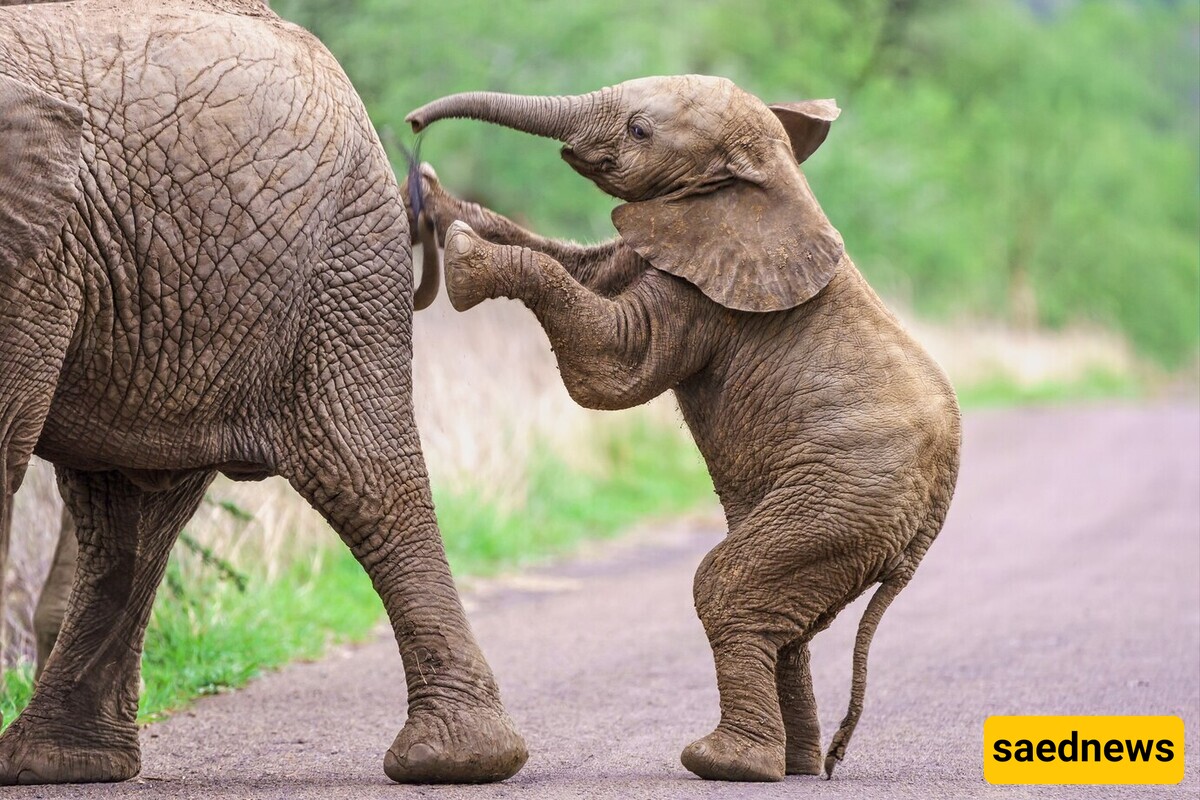 Wildlife Documentary / This story: Come on, kid, am I as tall as you?(Video)